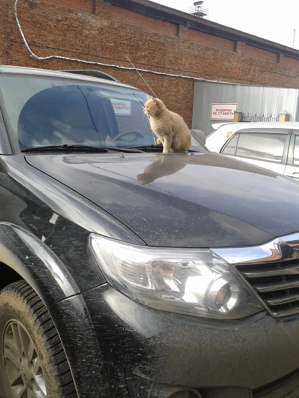 Toyota Fortuner 2012 года, 2.7 литра, Пришёл, увидел и купил!), бензиновый  двигатель, расход 17-22, коробка автомат, 4 wd